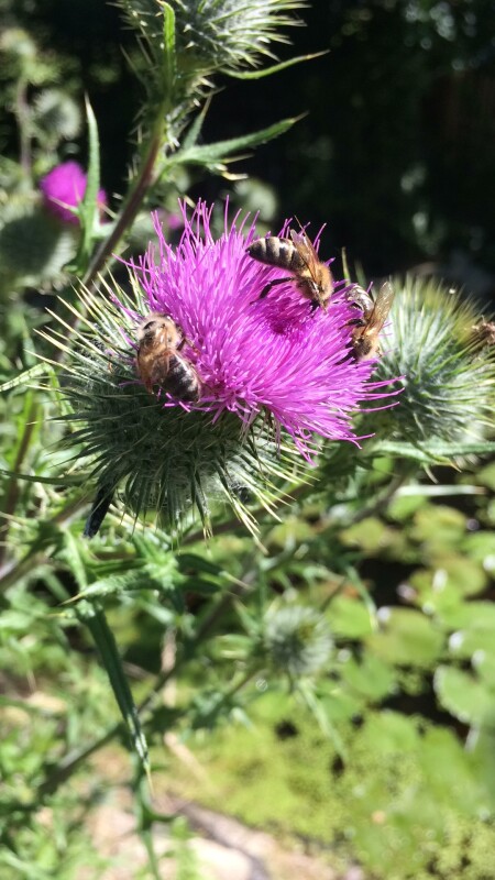 Bienen auf einer Distelblüte