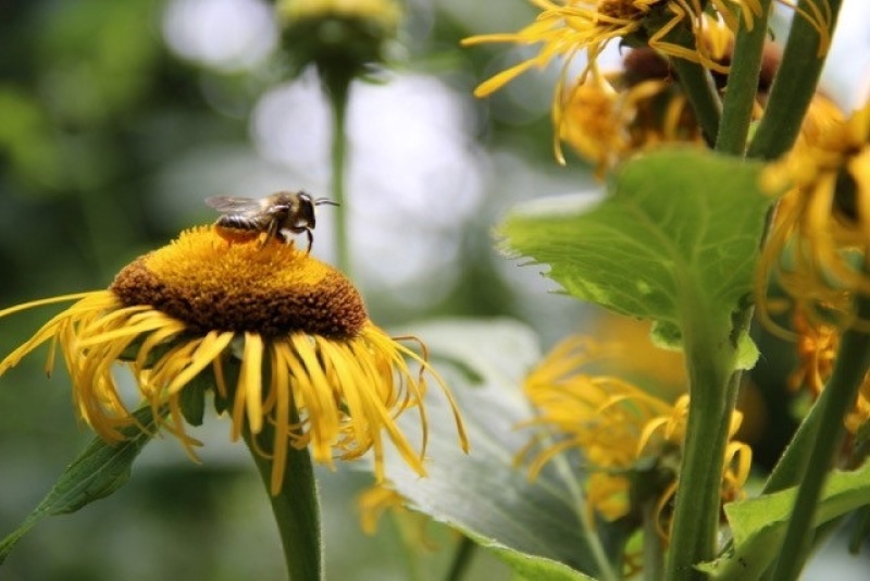 Wildbiene auf gelbblühender Wildstaude