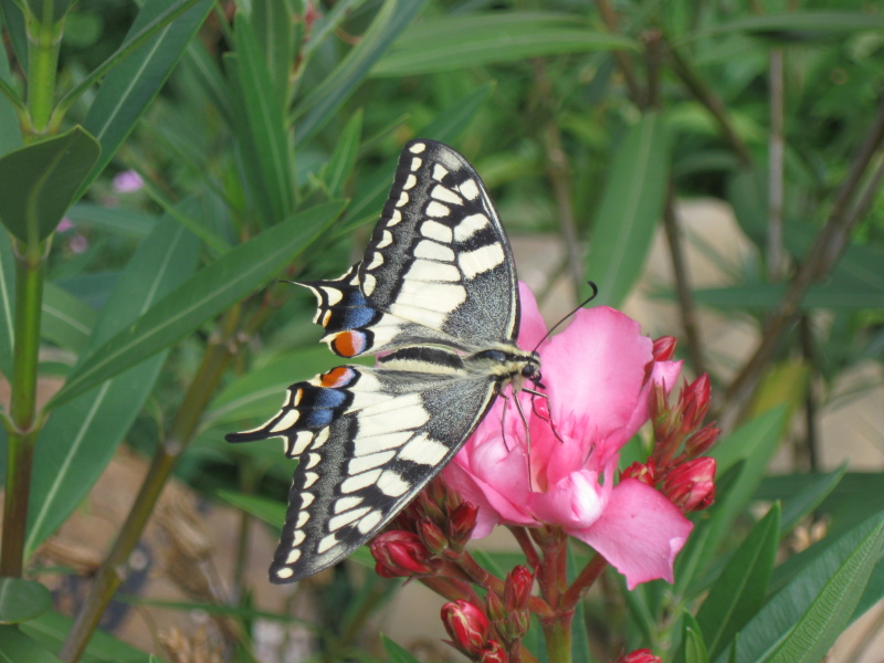 Schmetterling Schwalbenschwanz auf einer Blüte.
