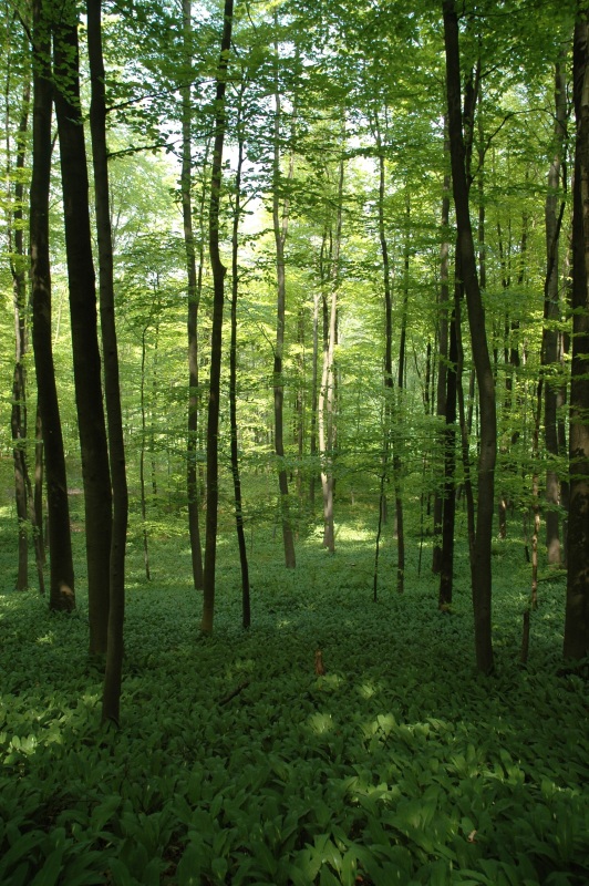 Der Wald besitzt wichtige Funktionen