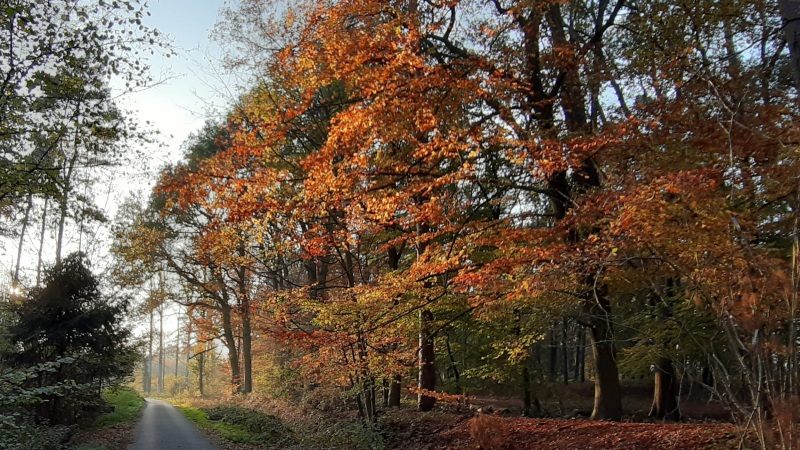 Wald in Herbstfarben