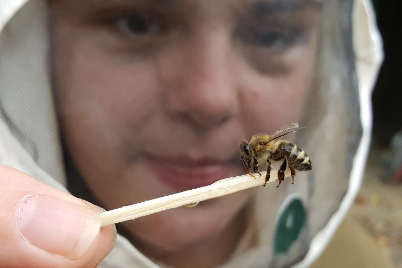 Eine Jugendliche in Imkermonitur beobachtet eine Biene auf einem Streichholz