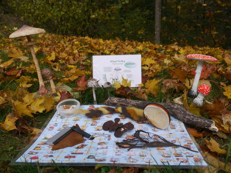 kleine Pilzausstellung mit Pilzmodellen, einer Bestimmungshilfe, gefärbter Wolle, Zunderschwamm und Pilzmyzel  