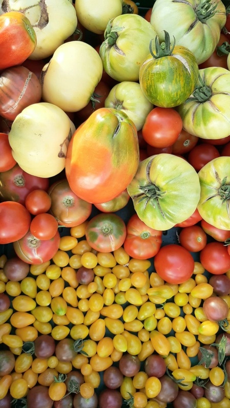 Kiste voller Tomaten in vielen Formen, Größen und Farben.