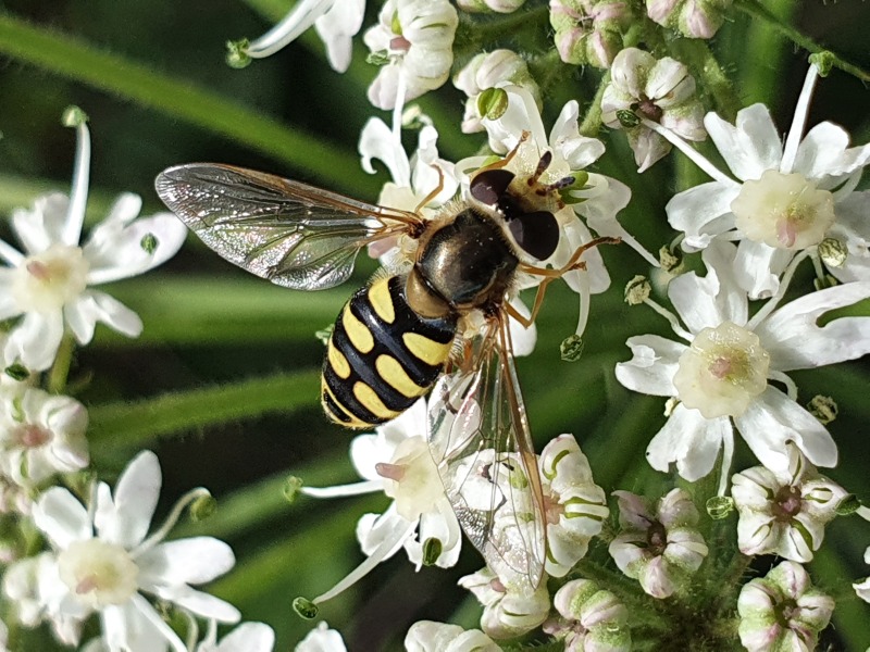 Schwebfliegen sind eine attraktive Gruppe blütenbesuchender Insekten, hier die häufige Art Eupeodes corollae. Foto: Axel Ssymank