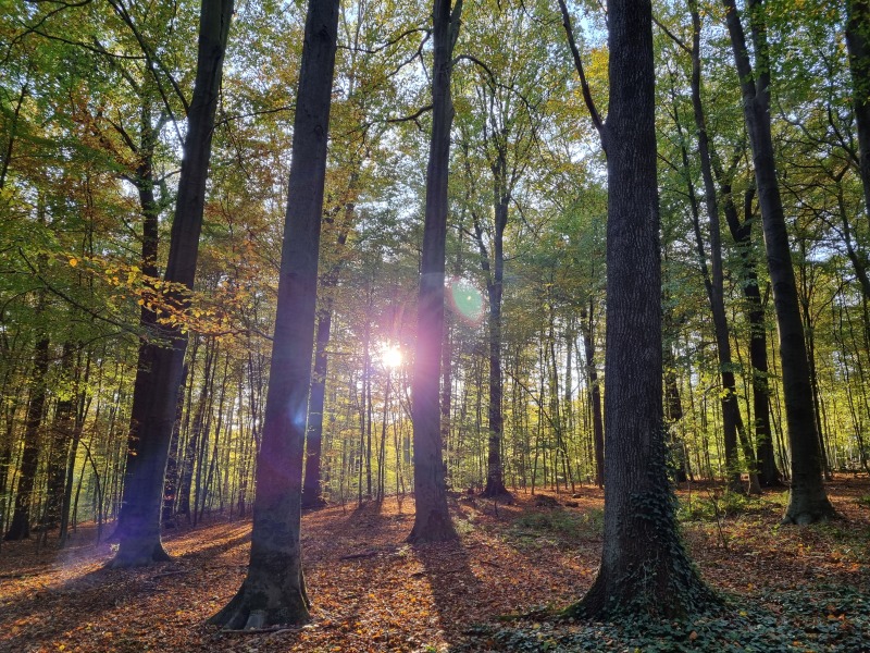 Sonnenlicht fällt durch Bäume auf den Waldboden