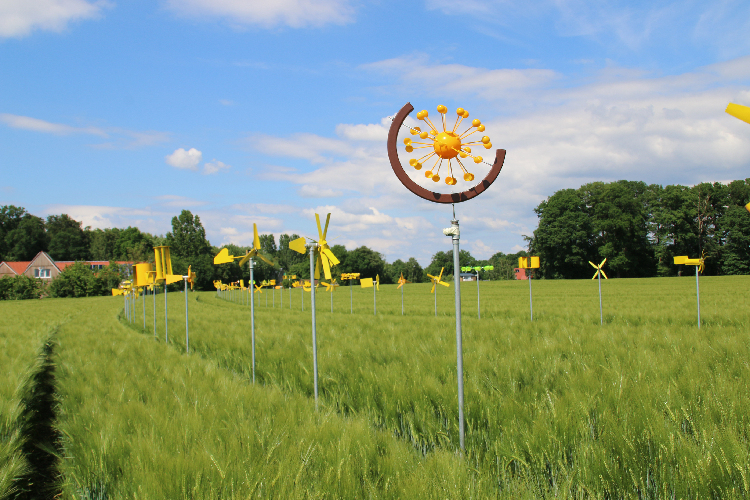 Selbstgebaute gelbe Windräder im Kornfeld