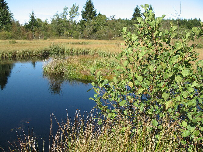 Auf dem Bild sieht man einen Ausblick über ein Gewässer in einer Renaturierungsmaßnahme in Mützenich bei Monschau.  Die Wasseroberfläche ist ruhig und die umgebenden Pflanzen spiegeln sich in der Wasseroberfläche. Das Gewässer ist umgeben von Riedgräsern und im vorderen Teil des Bildes sieht man eine Erle.