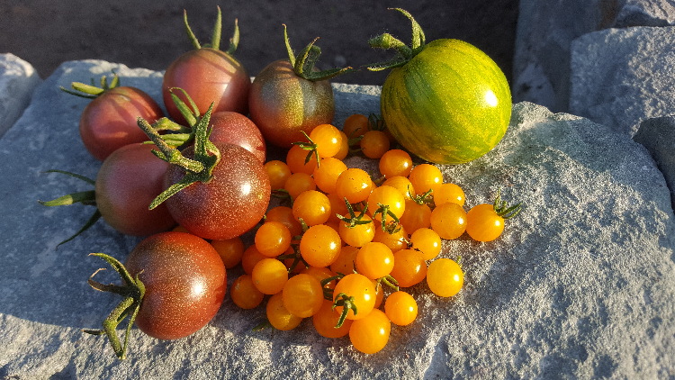 Bunte Vielfalt bei Tomatenpflanzen