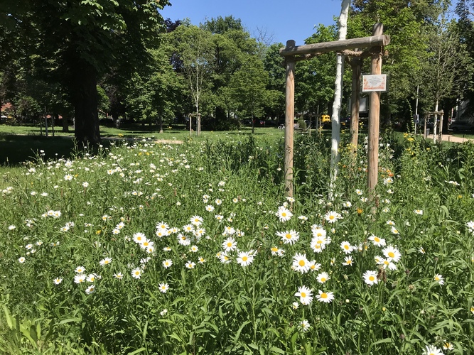 Unter Anleitung der biologischen Station und mit Unterstützung des Amtes für Stadtgrün mit Schülern angelegte Wildblumenwiese im benachbarten Park 