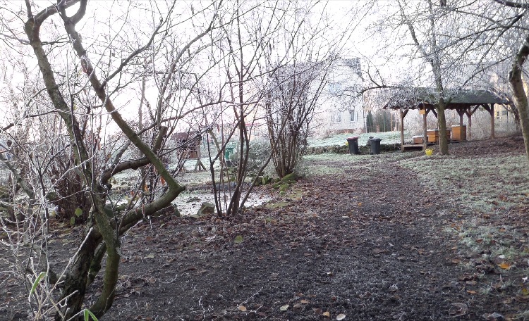 Der Schulgarten der Geschwister-Scholl-Gesamtschule im Winter. Links ist der aktuelle Schulteich zu sehen.