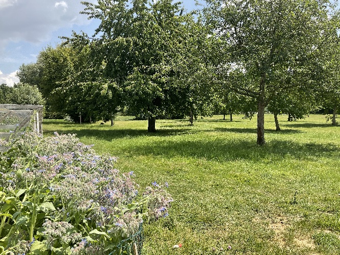 Die Streuobstwiese des Richard-von-Weizsäcker Berufskollegs am Standort Lüdinghausen im Sommer 2023 mit Obstbäumen, Wiese und Wildblumen.