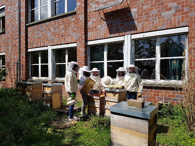 Die Honeybees eSG imkern im Schulgarten