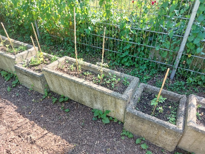 Die Kinder der Garten-AG bepflantzen die Hochbeete der Schule mit Tomaten- und Paprikapflanzen. Auch Kapuzinerkresse war mit dabei.