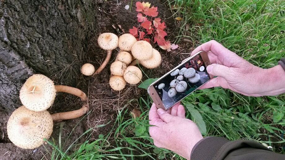 Hand hält Handy vor Pilz am Baum