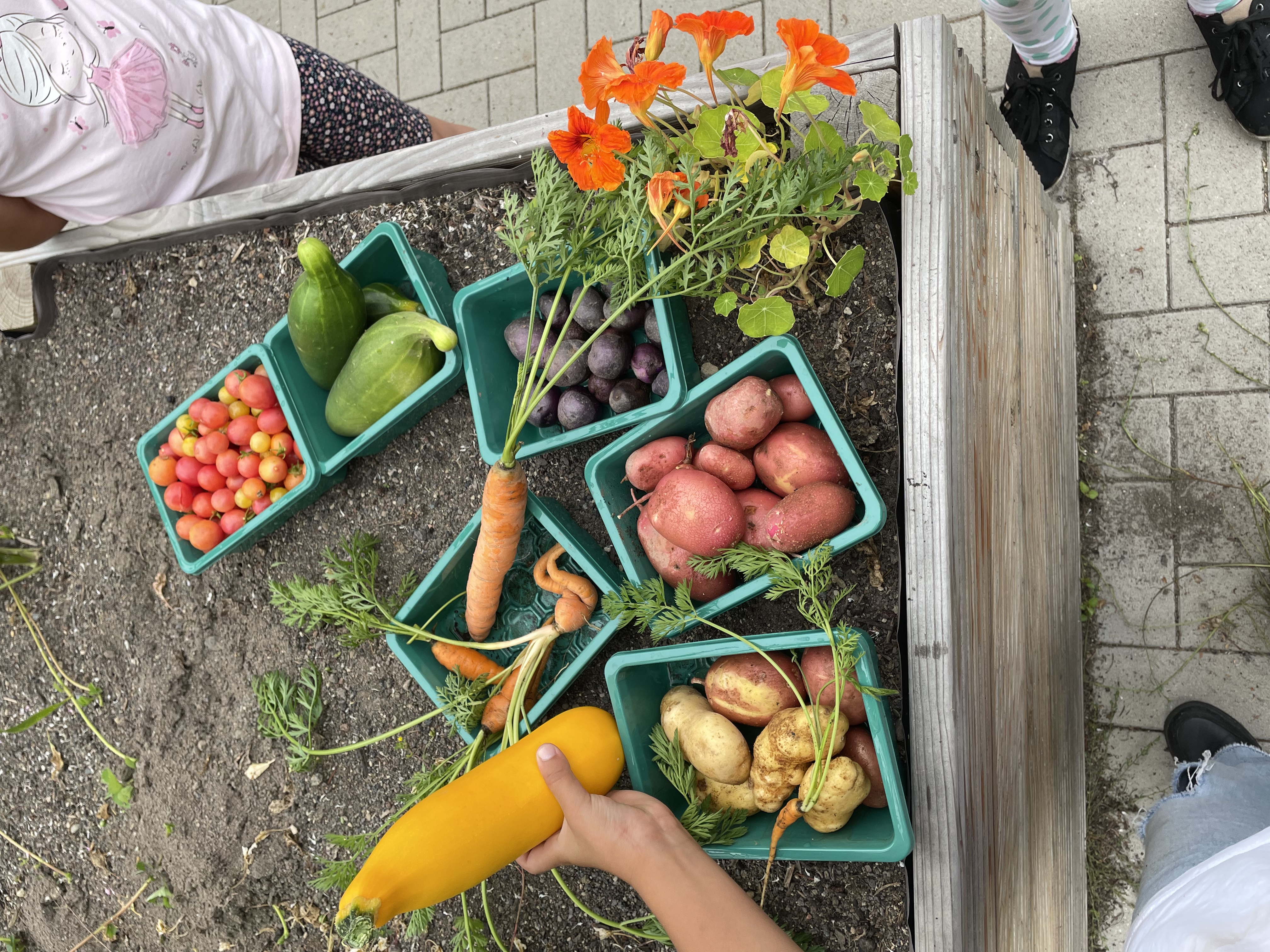 Verschiedenes Gemüse im Schulgarten