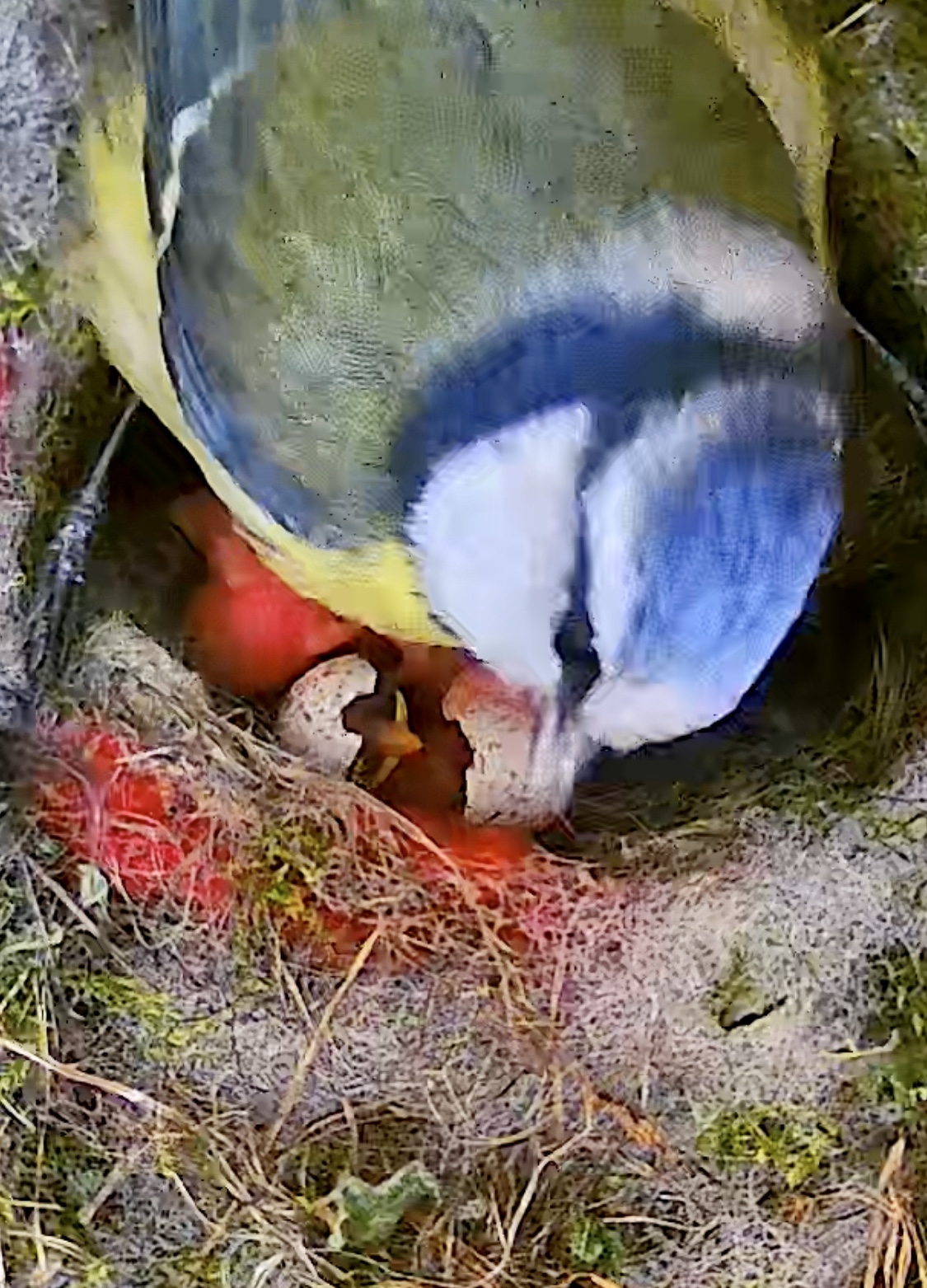 Meisenmutter mit Küken im Ei