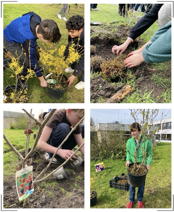 Schüler*innen der Gesamtschule Bad Lippspringe pflanzen verschiedene Pflanzen wie Forsythien (gelbblühende Sträucher) und Heide (violettblühende Sträucher). 