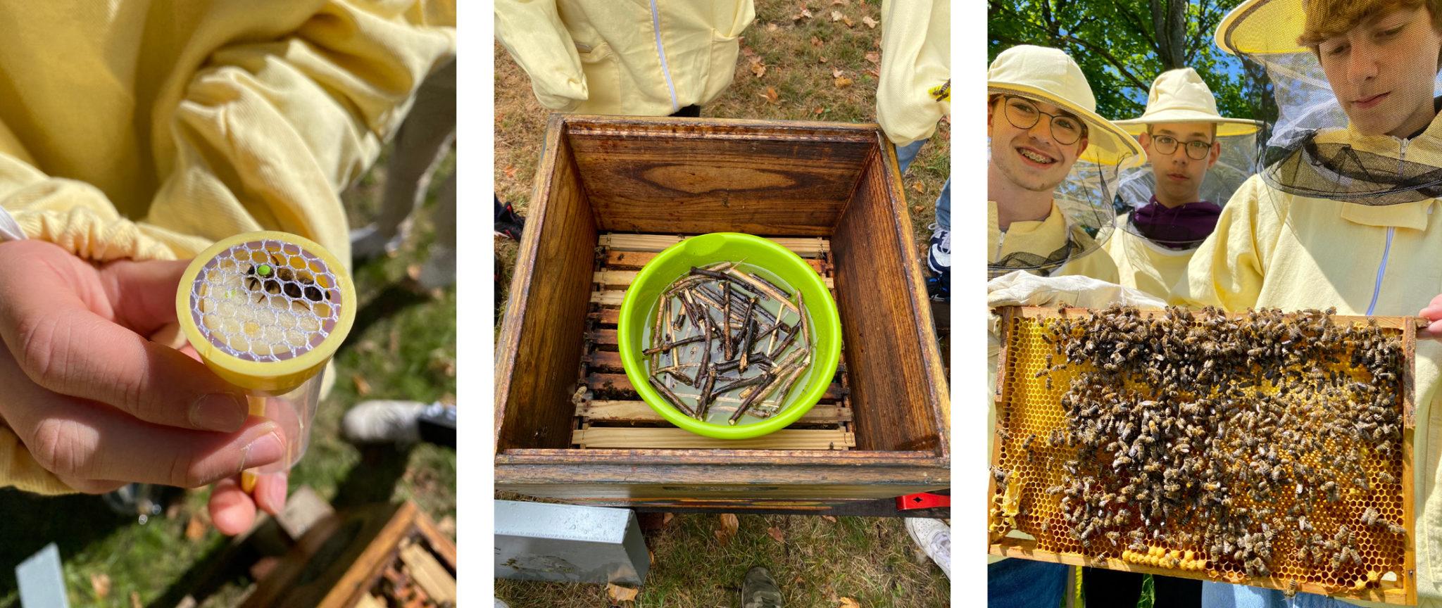 Es sind Bilder der Waben mit Bienen, eines Bienenkastens und einiger Schüler zu sehen, die als Mitglieder der Schulimkerei aktiv an der Honigernte beteiligt waren