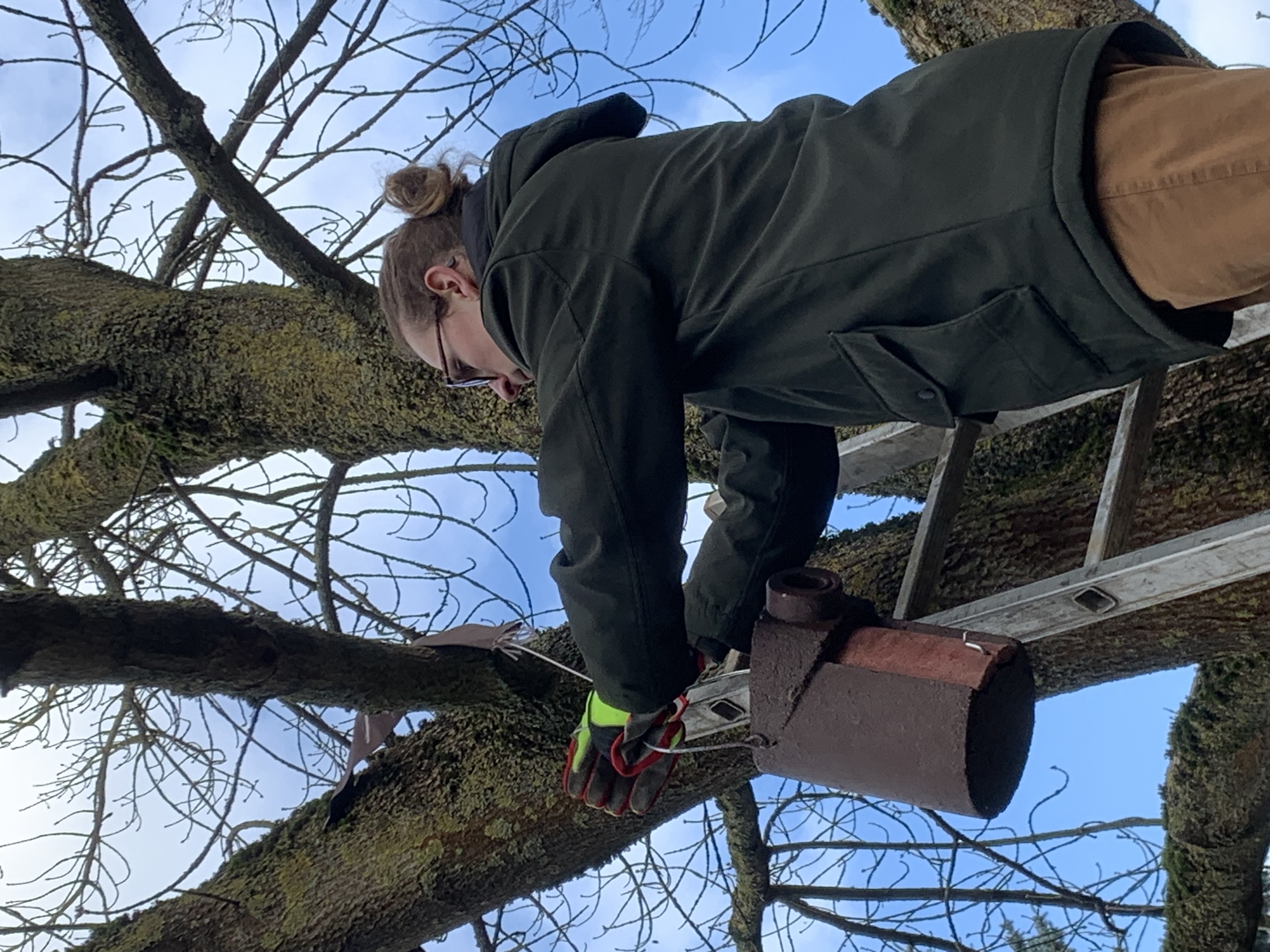 Ein Schüler steht auf einer Leiter und bringt einen Nistkasten an einem Baum an