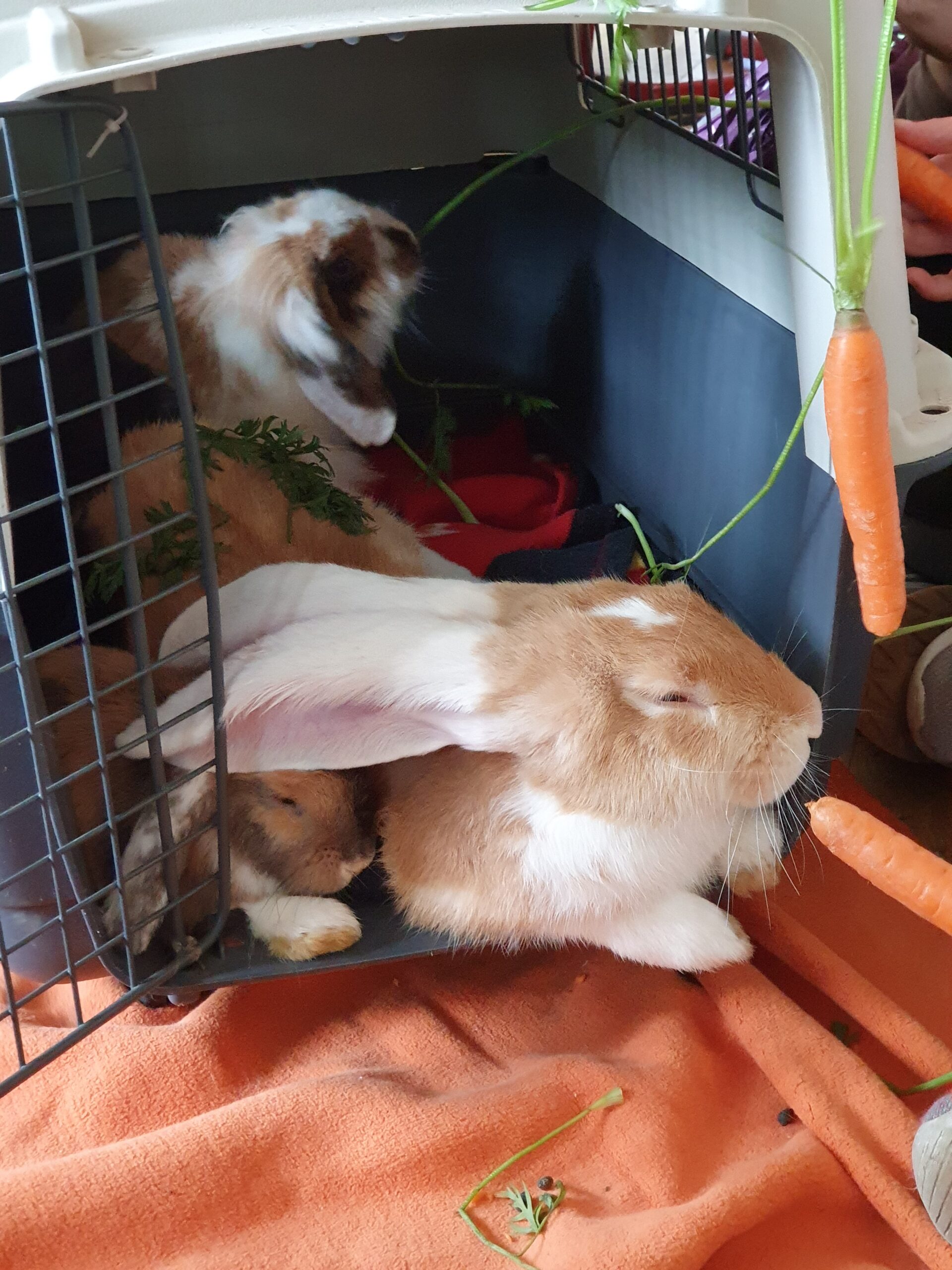 Zwei Hasen im Transportkäfig