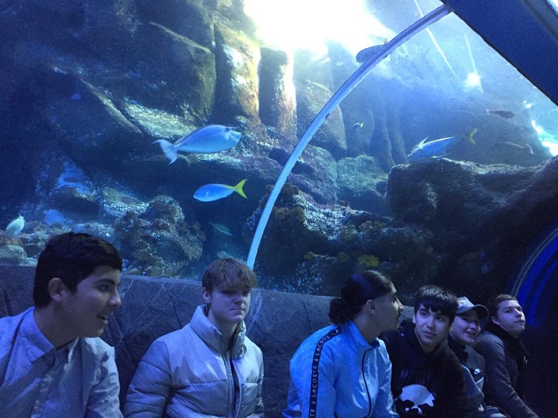 Über den SchülerInnen schwimmen  Fische im Aquarium.
