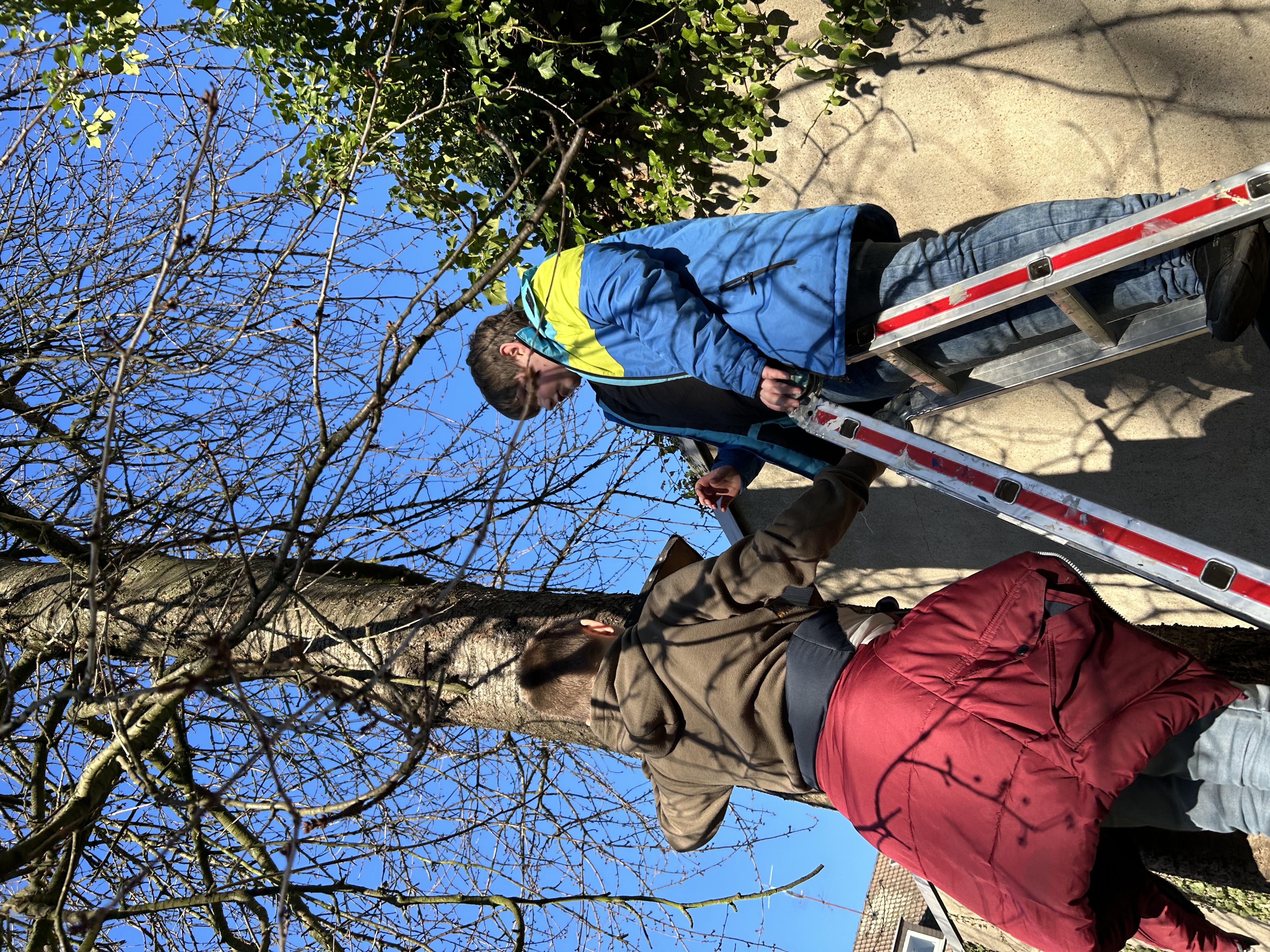 Zwei Schüler stehen auf einer Leiter und hängen einen Nistkasten an einem großen Kirschbaum auf.