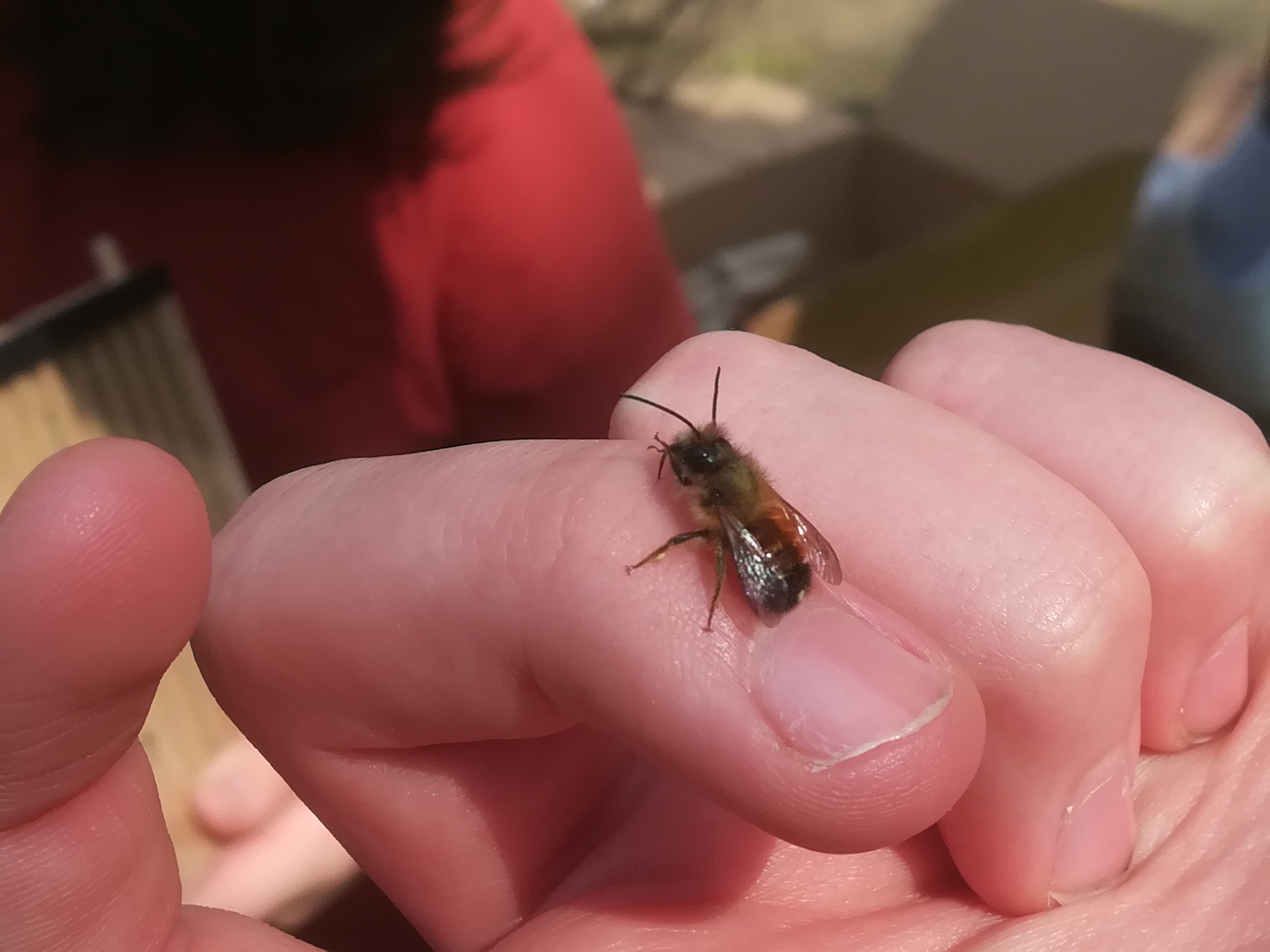 Eine Rote Mauerbiene landet auf der Hand eines Schülers